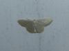 Idaea subsericeata